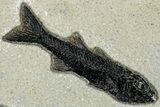 Multiple Fossil Fish (Mioplosus & Diplomystus) Plate - Wyoming #233902-1
